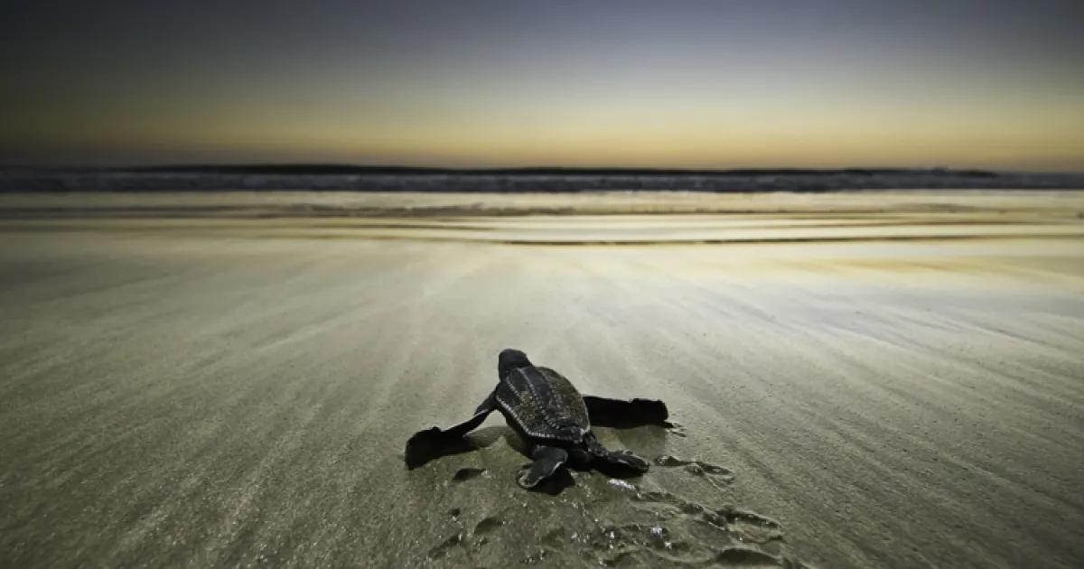 The Leatherback Turtles of Playa Grande: A Guest’s Guide to Las Baulas National Park