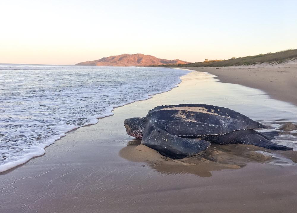 The Leatherback Turtles of Playa Grande: A Guest’s Guide to Las Baulas National Park